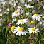 Chamomile
