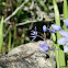 Scilla