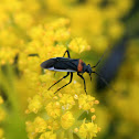 Plant Bug