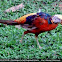 Golden Pheasant