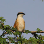 Grey-backed Shrike