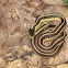 Garter Snake
