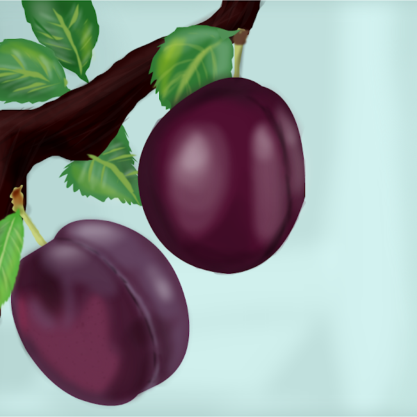 Plums » drawings » SketchPort