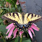 Eastern Tiger Swallowtail
