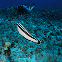 Yellowstripe Coris