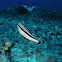 Yellowstripe Coris