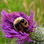 Bee Beetle