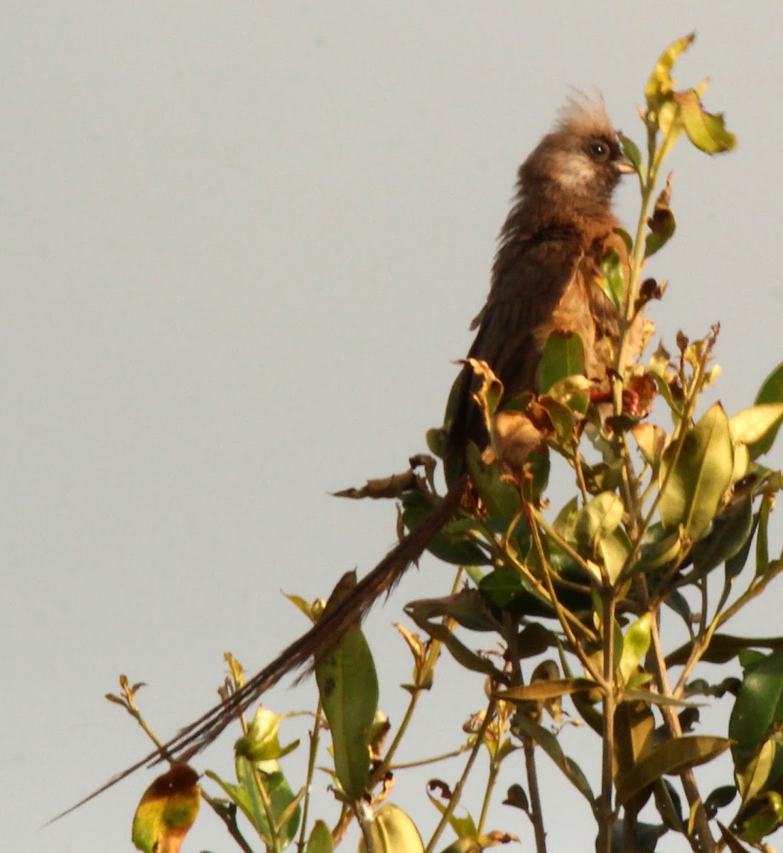 Speckled mousebird