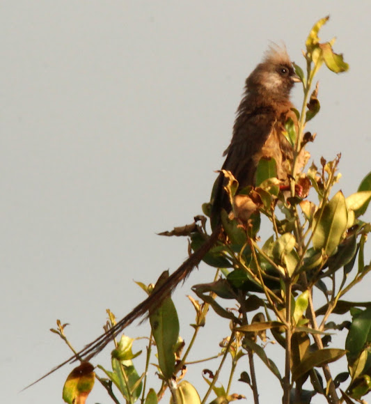 Spotting Image 1