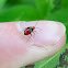 Unknown Nymph