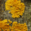 Liquen Naranjo / Common Orange Lichen