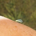 Green lacewing