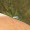 Green lacewing