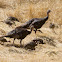 Wild Turkeys with chicks
