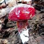 Apple Bolete