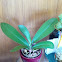 Moth orchid