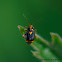 Plant bug (Treplettet nældetæge)