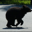American Black Bear