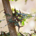 Bullhorn Acacia