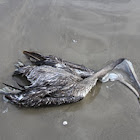 Brown Pelican