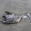 Brown Pelican