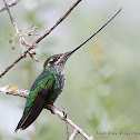 Sword-billed Hummingbird