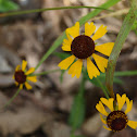 Black-Eyed Susan