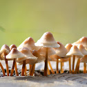 champignons