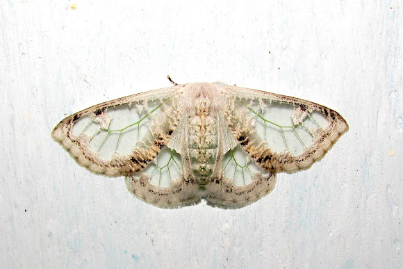 Spotting Image 1