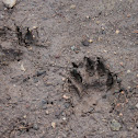 Raccoon
