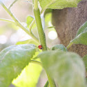 Japanese Ladybug