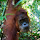 Primates of Java