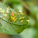 Orange backed Lynx Spider(Female)