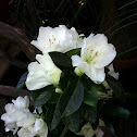 Azalea