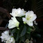Azalea