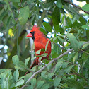 Red Bird or Cardinal