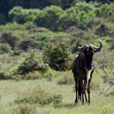 Blue Wildebeest