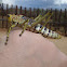 Toxic Milkweed Grasshopper