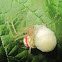 Ovate Enoplognatha (with egg sack)