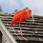 Scarlet ibis