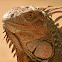 Iguana