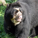Spectacled Bear