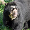 Spectacled Bear