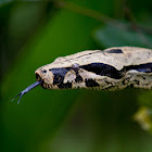 Boa Constrictor