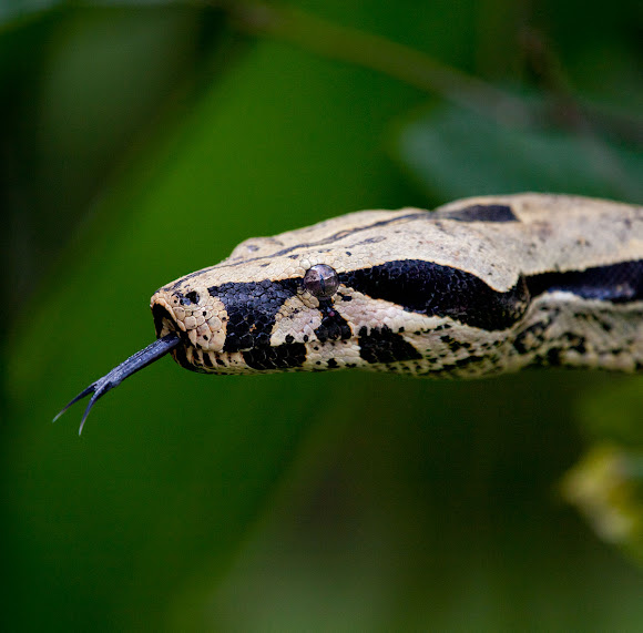 Spotting Image 1