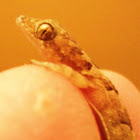 Common House Gecko