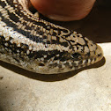 Ocellated Skink