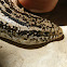 Ocellated Skink