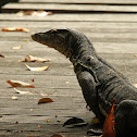 Asian Water Monitor