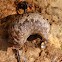Carolina mantleslug